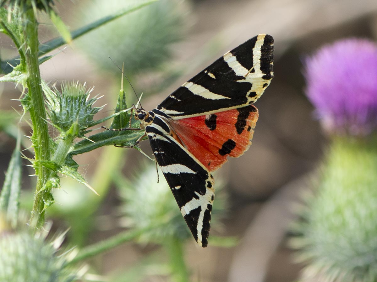 Euplagia quadripunctaria